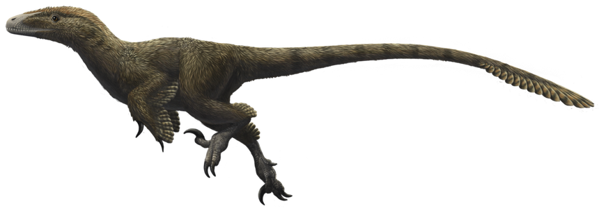 Utahraptor ostromayssorum