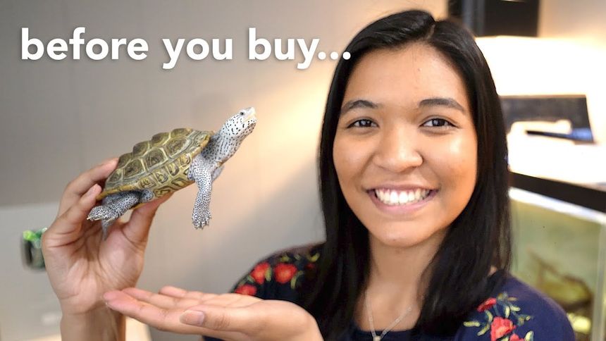The Turtle Girl