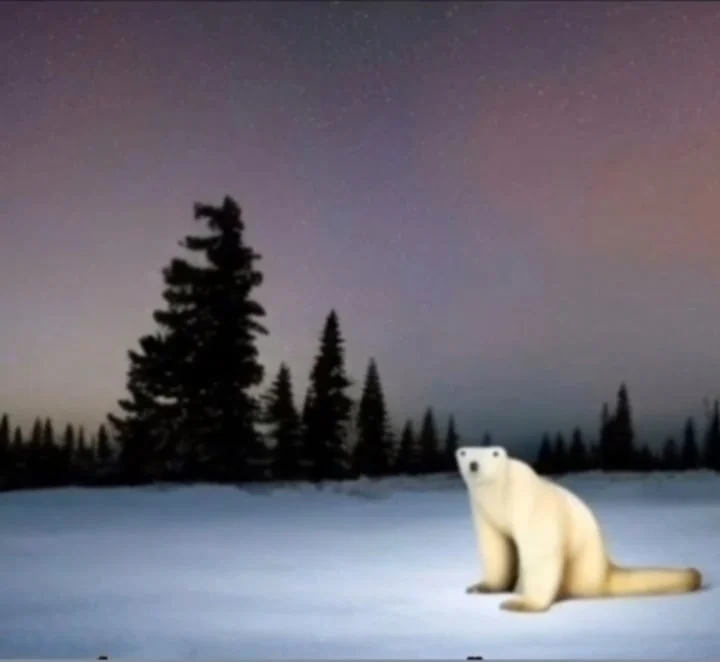 2026 polar bear
