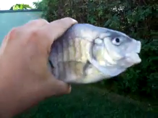 Killer Fish from San Diego