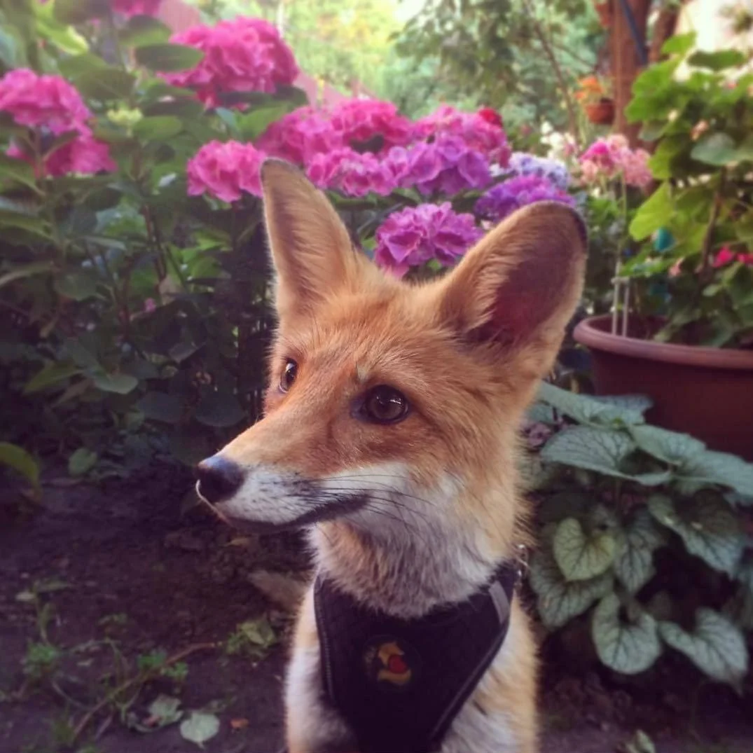 Fox Laughing