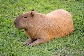 A Literal Capybara