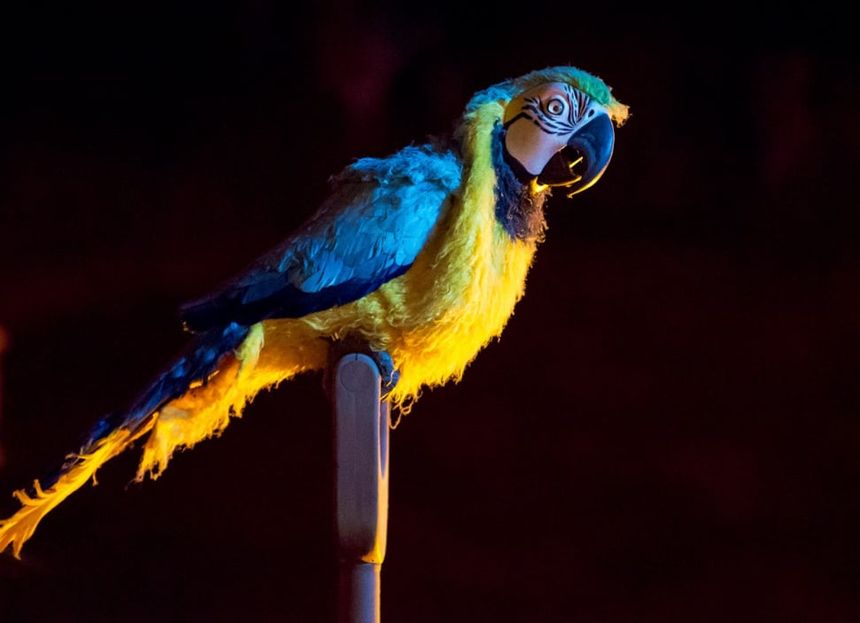 Yellow Parrot POTC