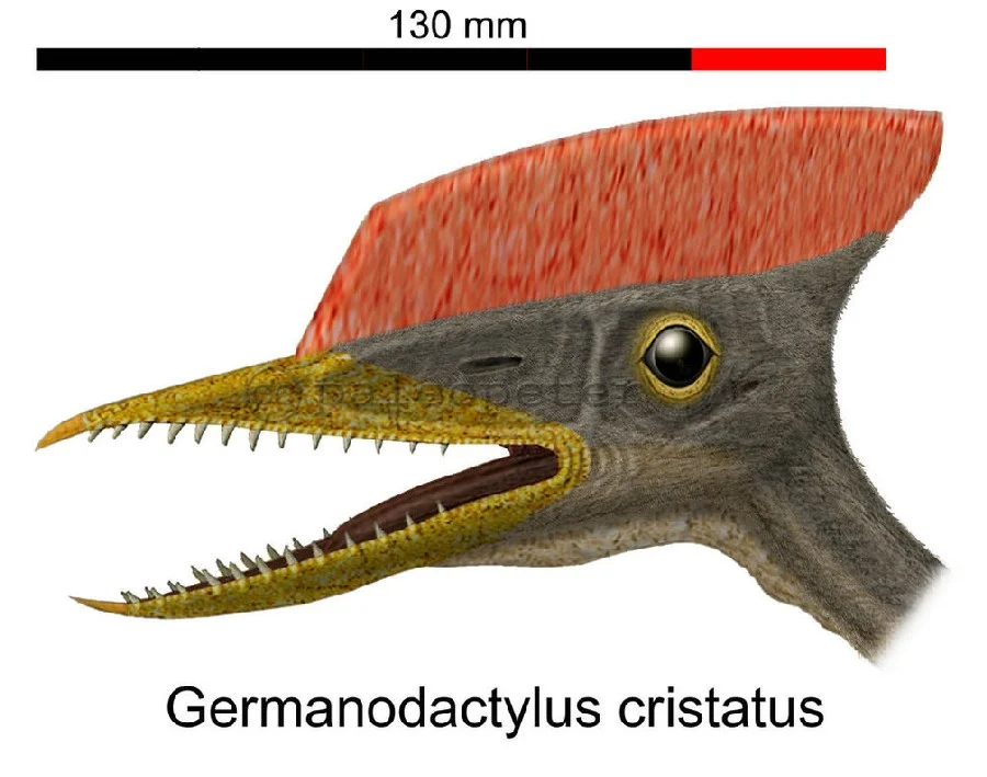 Germanodactylus cristatus