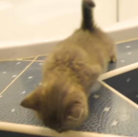 Random Cute Kitten