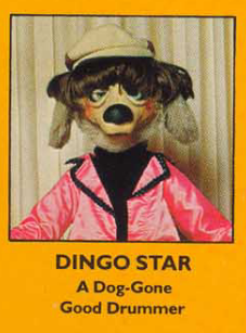 Dingo Starr (Wolf Pack 5)