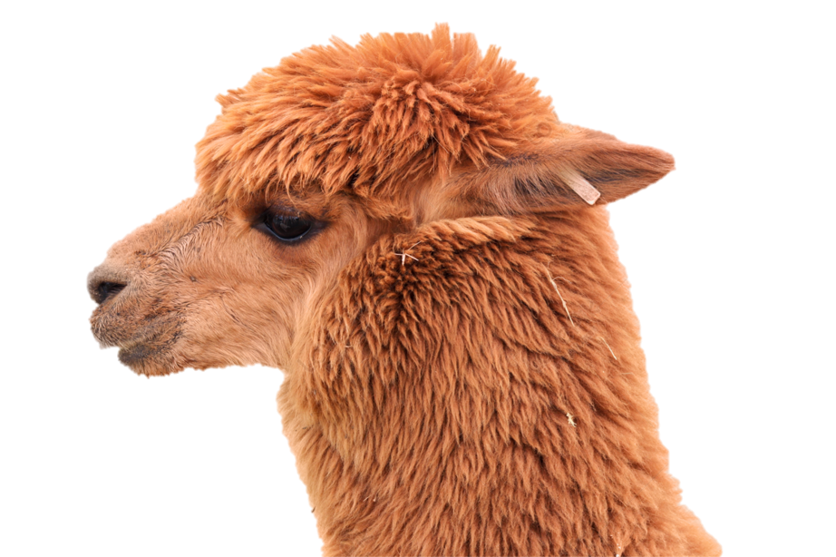 pomeranc