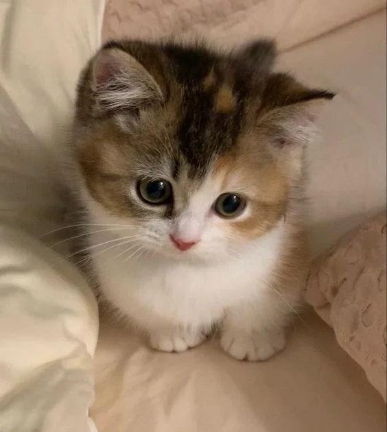 My friend but Younger