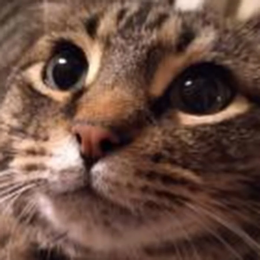 Catmania