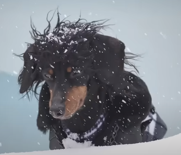 Jon Snow (Crusoe the Dachshund)