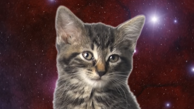 Cat • Кот