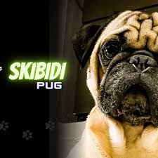 SkibidiPug