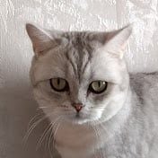Champion cat