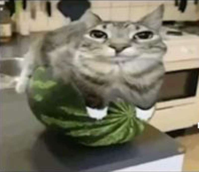 GDgabbo