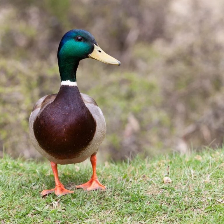 Duckie