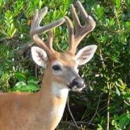 a-deer
