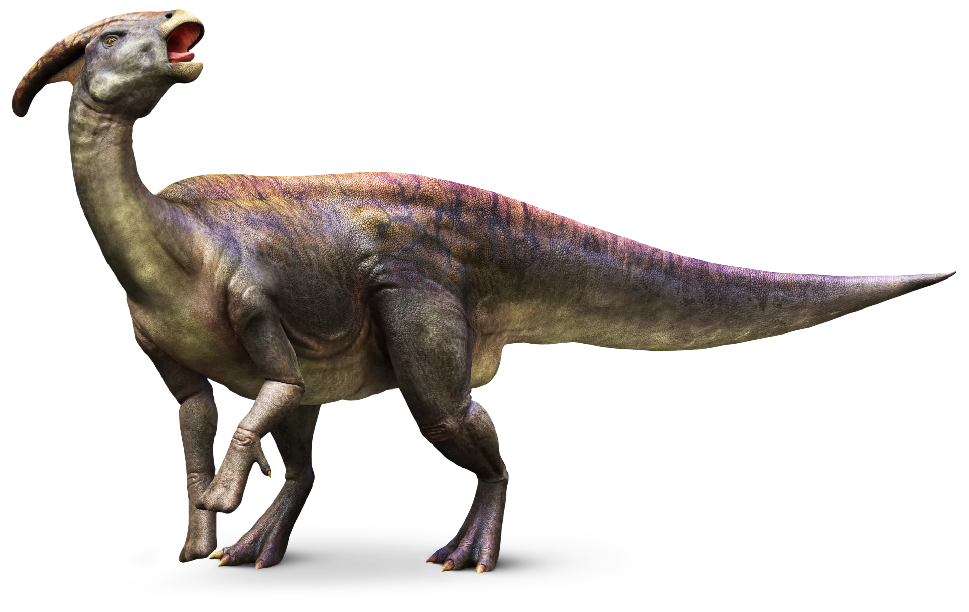 Parasaurolophus