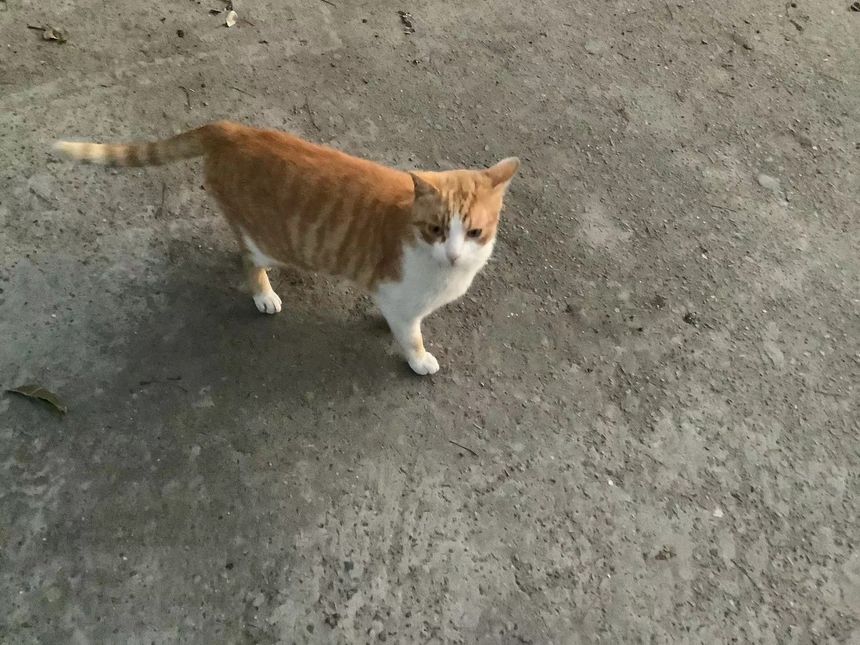 きゆくス香桴