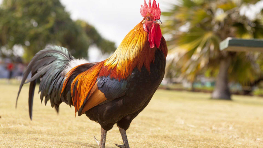 Rooster Crow Sound