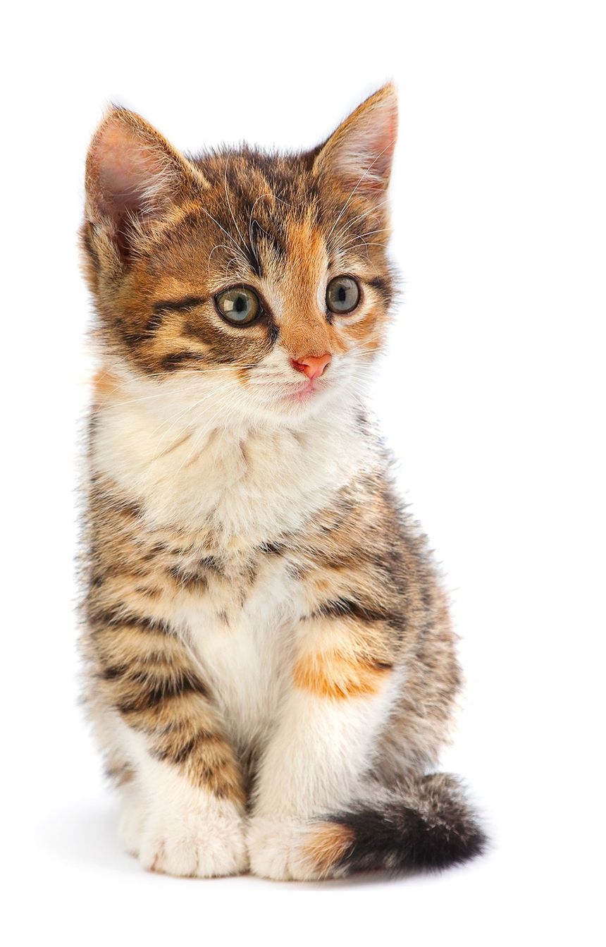 Kitty