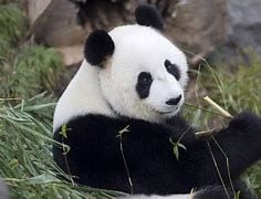 PANDINHO