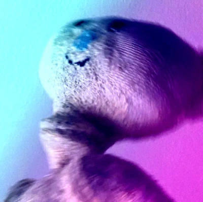 Default (Bear Alpha)