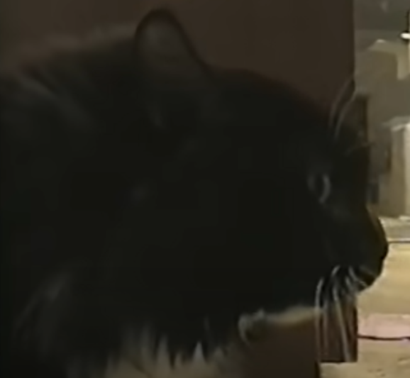 Oh Long Johnson Cat