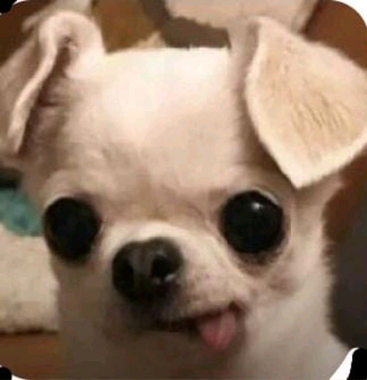 Emilio
