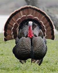 literally a turkey