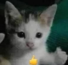 catthumb