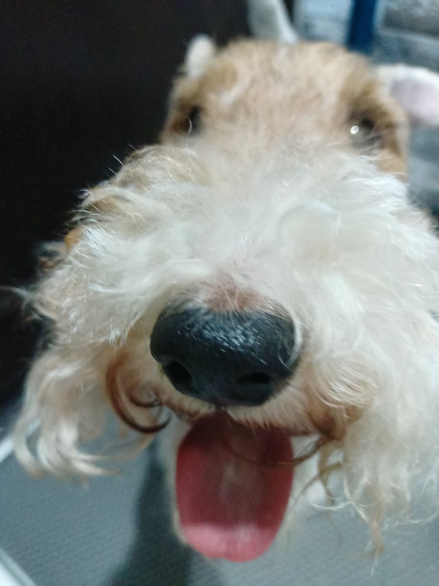 beli