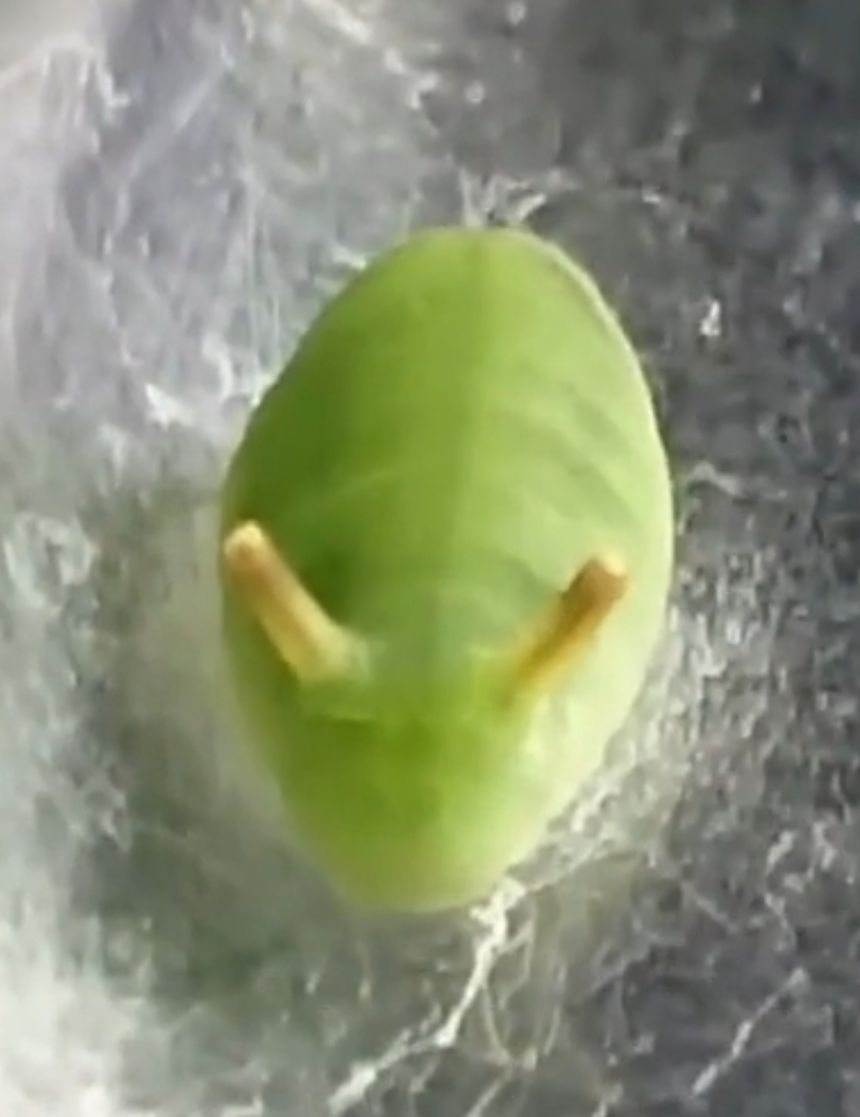 Adam