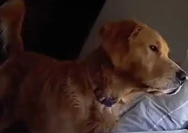 Coco doggy
