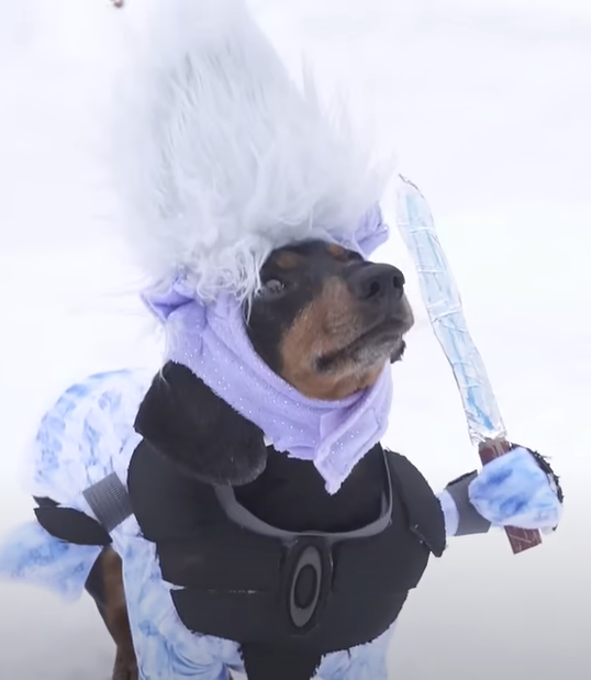 The White Wiener (Crusoe the Dachshund)