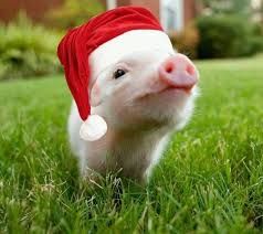 TTTpig