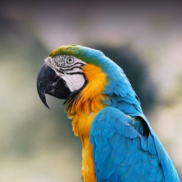 Al the parrot