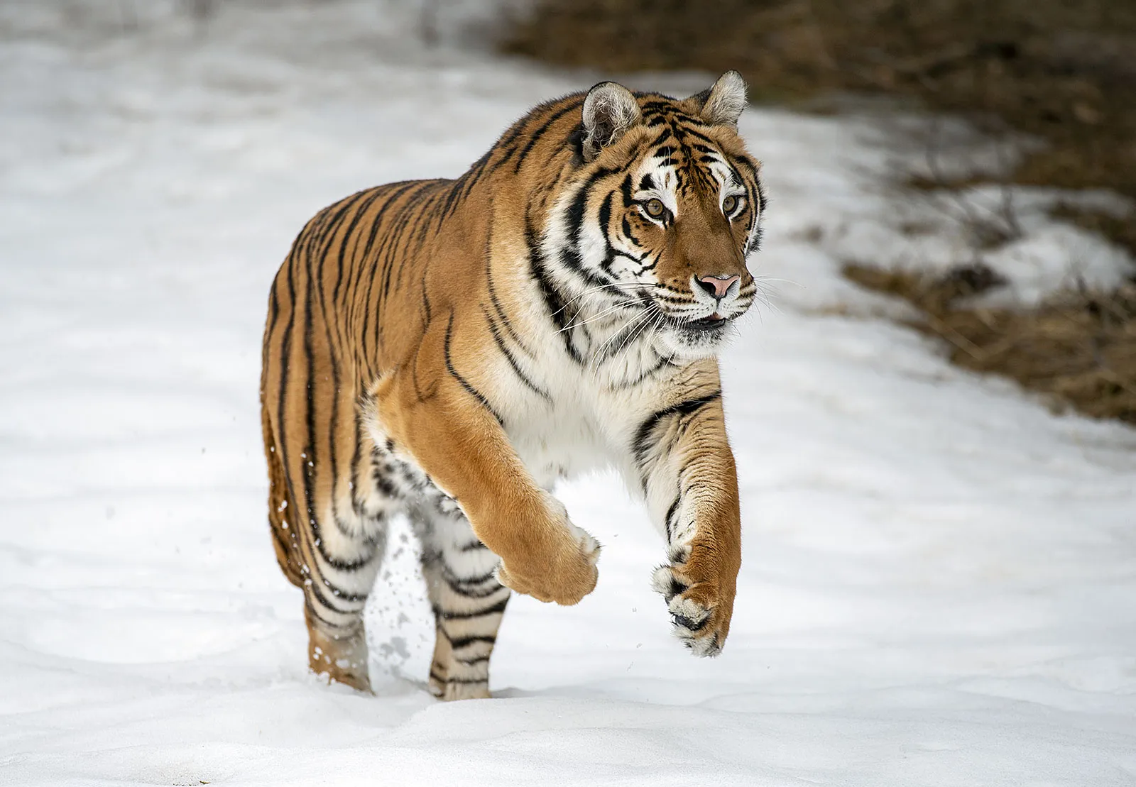 Tiger growl