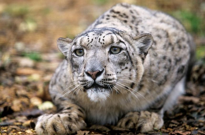 Snow leopard growl
