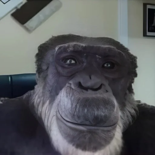 yarizzeshy