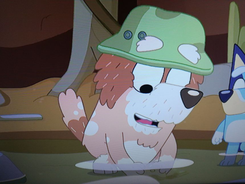 Mort cattle castellano(Bluey)