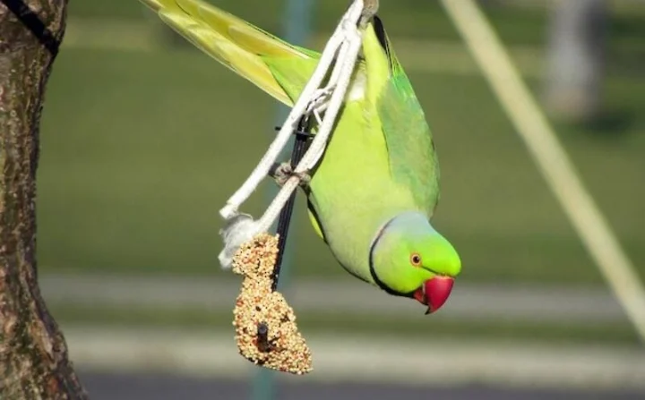 Kramer's Parakeet (Indian Ringneck Parrot)