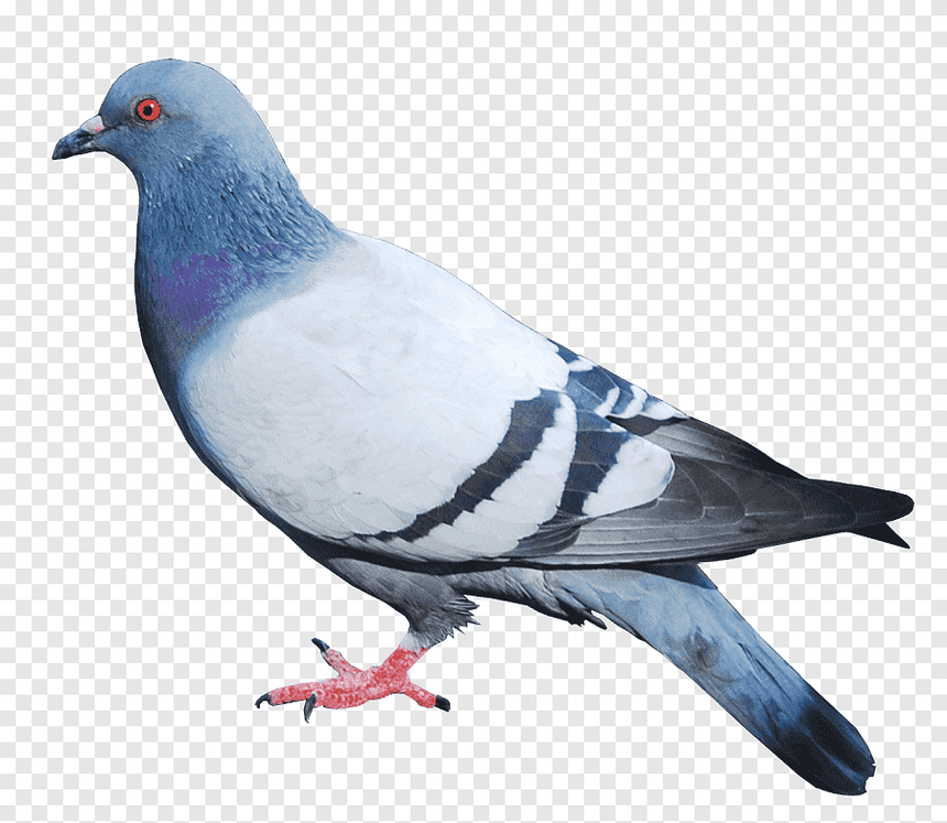 Paloma (pigeon)