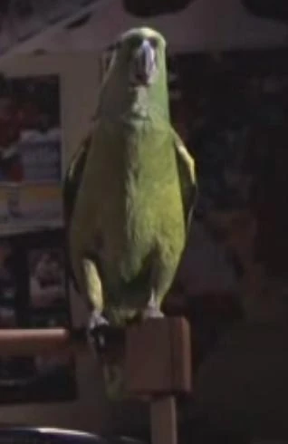 Home Alone 3 Parrot