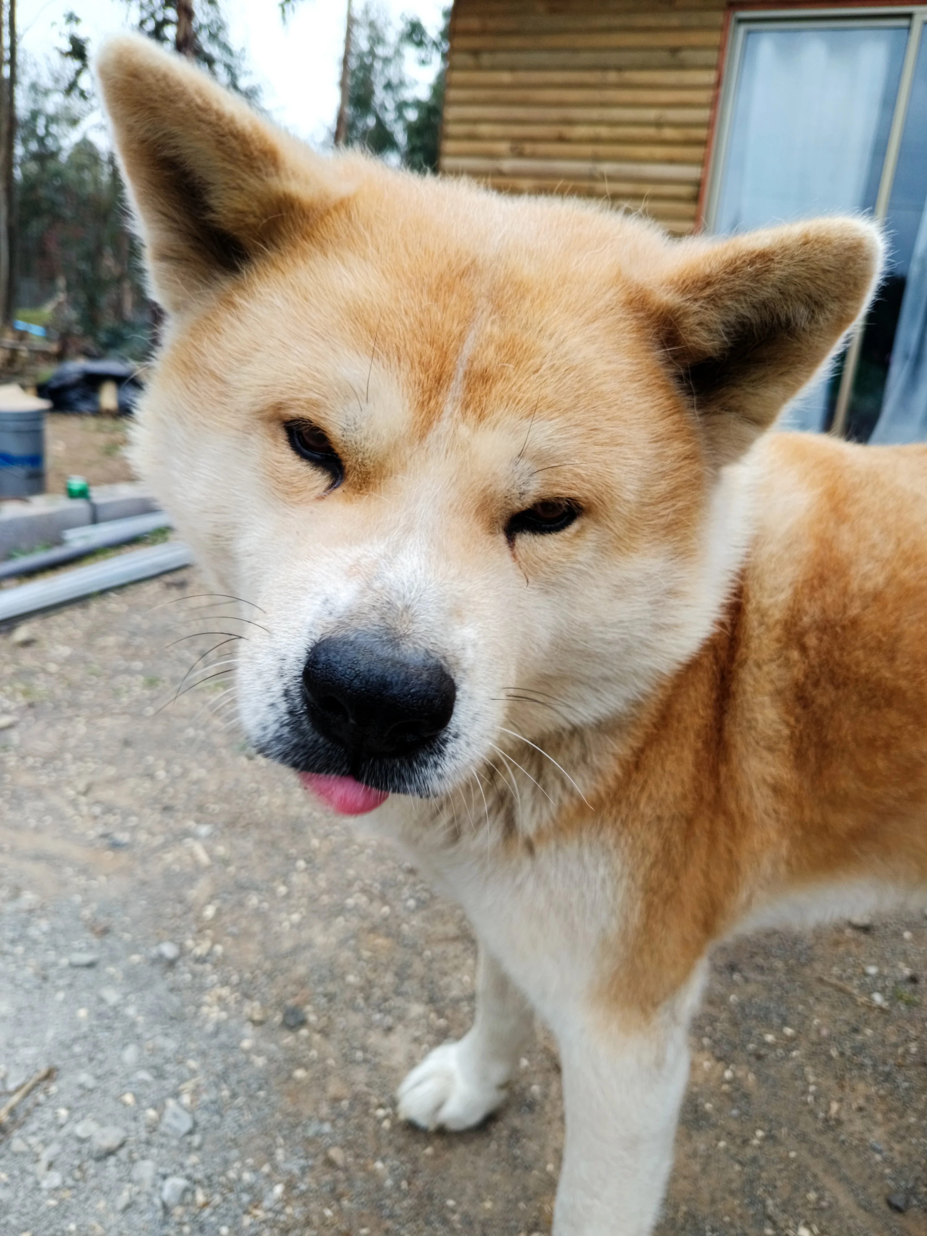 Hachiko