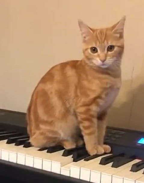 Cat (Meowing)