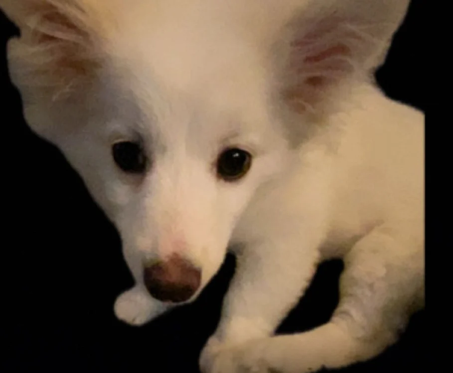Elsa