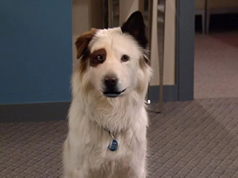 Stan (Dog with a blog)