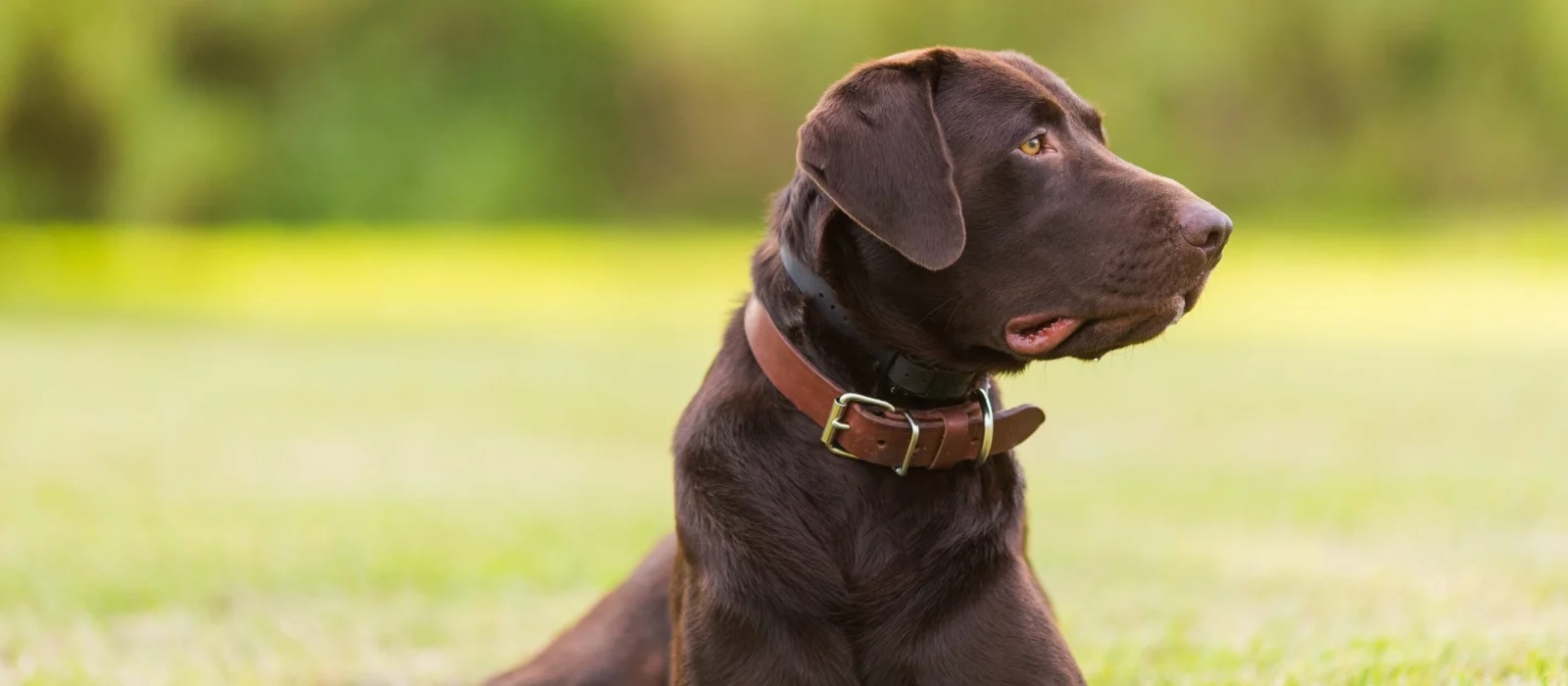 Sola Labrador Stimme (Brauner Labrador)