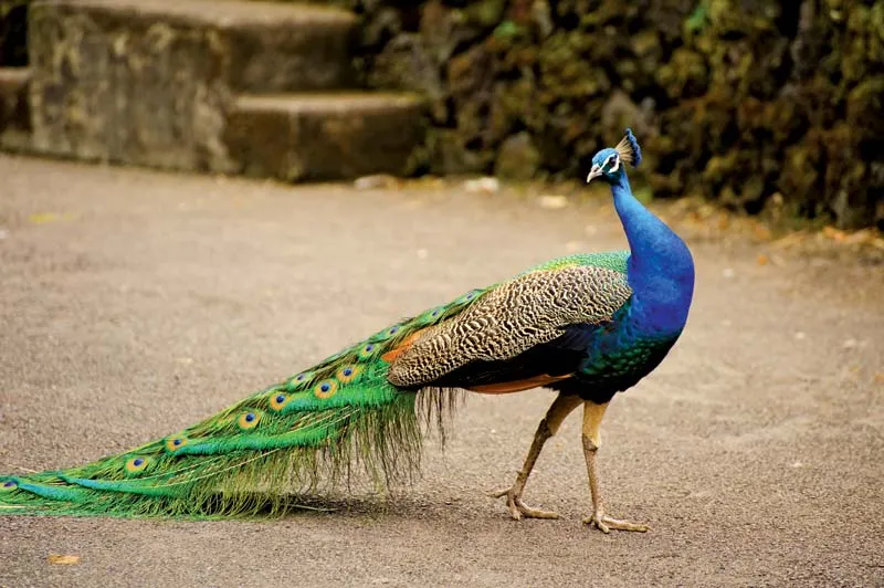 Peacock / Peafowl - Short - Squawk - Call