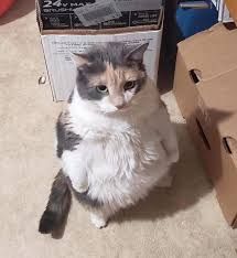 maruchan